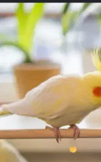 عروس هلندی پیدا شده