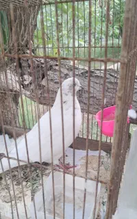 کفتر کبوتر رایگان
