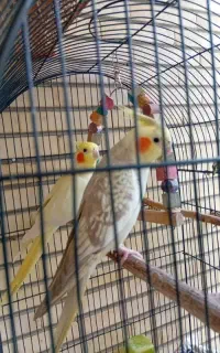 عروس هلندی