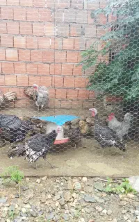 بوقلمون برنز مرغ خروس آمروک لاری نژاد دار