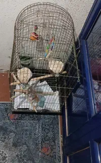 قفس پرنده