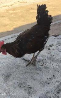 خروس سیاه.مرغ