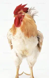 خروس پیدا شده