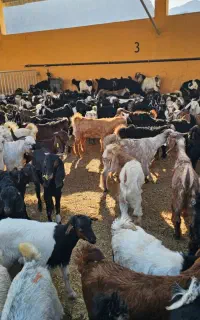 نیازمند چوپان