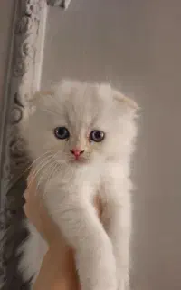 گربه