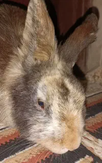 خرگوش نر بالغ