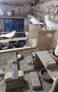 ۳۰عددکفتر‌تهرانی‌یه‌جافروخته‌میشه