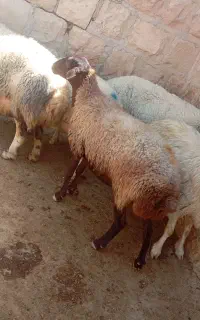 گوسفند غزل افشار اصیل و داشتی