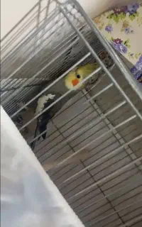 گمشده