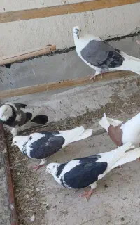 ۶ عدد کبوتر