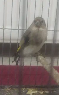 جوجه سهره