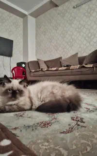 گربه نر  نژاد دار سه ماه و نیمه