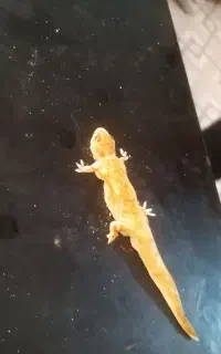 فروش ال ای دی ۴۳ اینچ سامسونگ کره