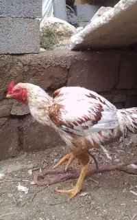 خروس لاری