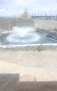 فروش ماهی غزل اسپانیایی