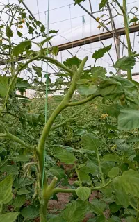 کاردرگلخانه