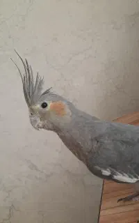عروس هلندی ماده