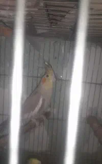ماده عروس اماده