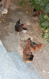 مرغ و خروس محلی