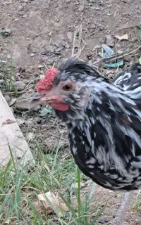 خروس گلین لوری جوان