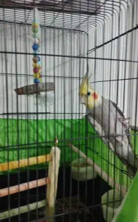 فروش عروس هلندی نر