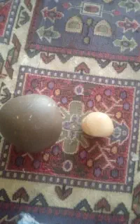 ۲تا سنگ عالی گران بها