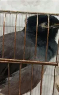 مرغ مینا