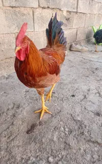 خروس جوان