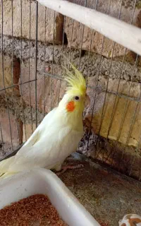 یک جفت عروس هلندی نروماده