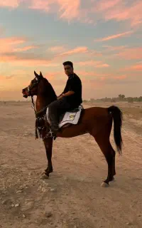اسب و مادیان