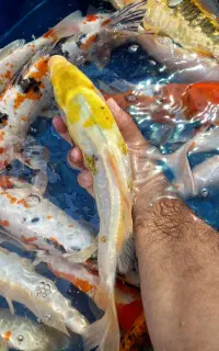 گله ۳۰ عددی کوی درشت
