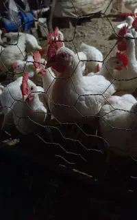 جوجه خروس۳ ماه