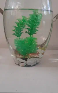 ۶ عدد ماهی سرحال و ۲ ماهه