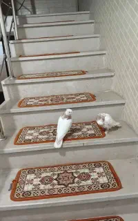 ی جفت کفتر طوقی