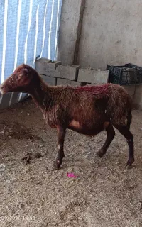 آبست بشرط سونو ببر سونو کن تضمینی
