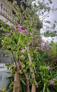 گل کاغذی بنفش