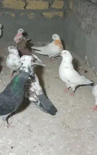 کبوترپرشی