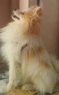 سگ پامر