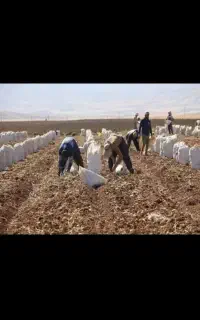 هر کس کارگر سیب زمینی خاست در خدمتیم