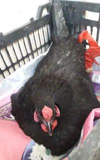 دوتا مرغ گلین جوان تخم گذار کرک شو و ۱۳تا جوجه