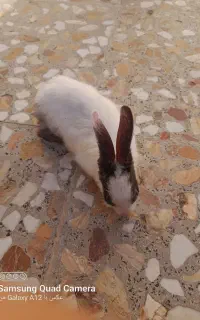 بچه خرگوش