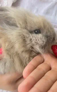 واگذاری خرگوش لوپ