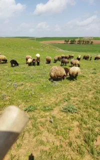 29عددمیش وبره