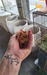 خوکچه هندی