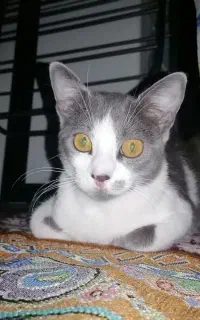 واگذاری گربه ۳ساله نر عقیم شده سالم