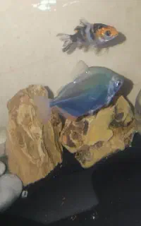 ماهی زینتی گیاه خوار