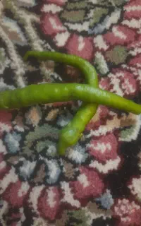 فلفل شاخی شیرین