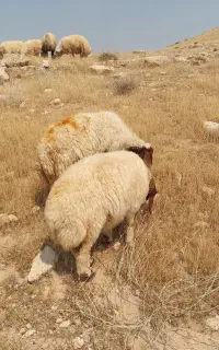 گوسفندبز