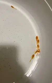 کت پوزه بوته ای سوپر رد ماربل