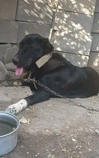 سگ بشدت نگهبان رودان